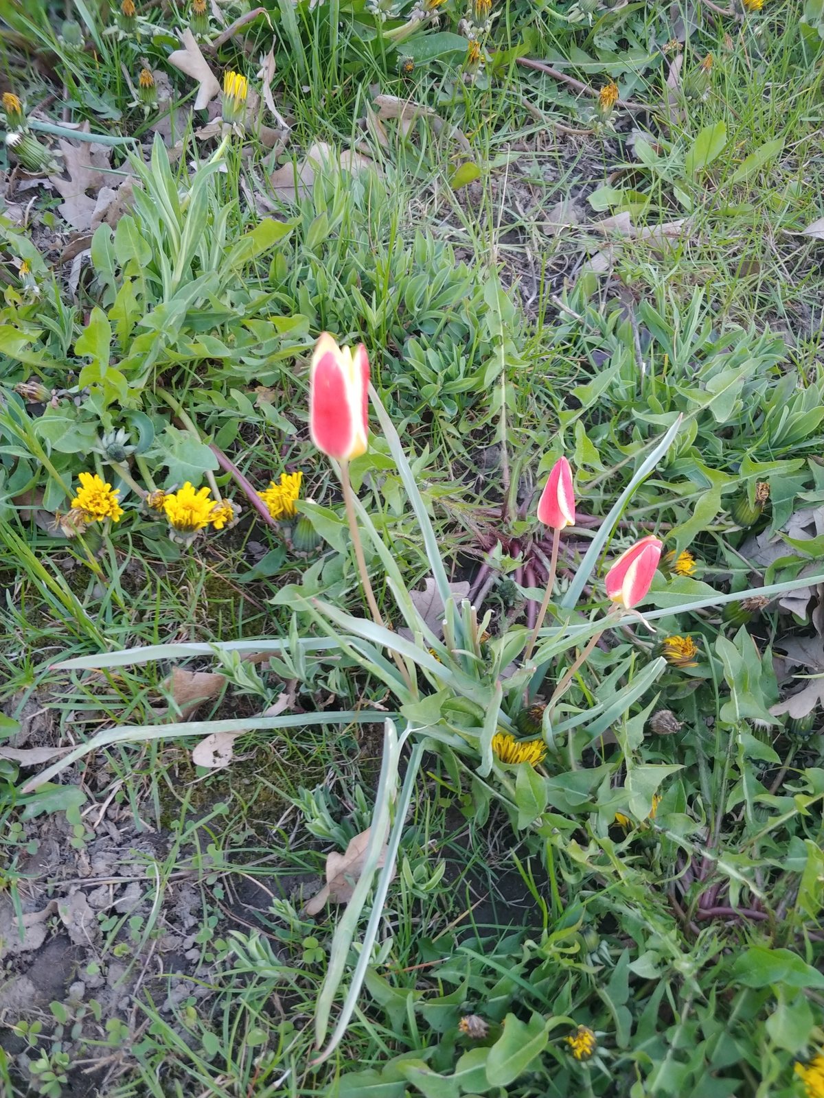 Lady tulip