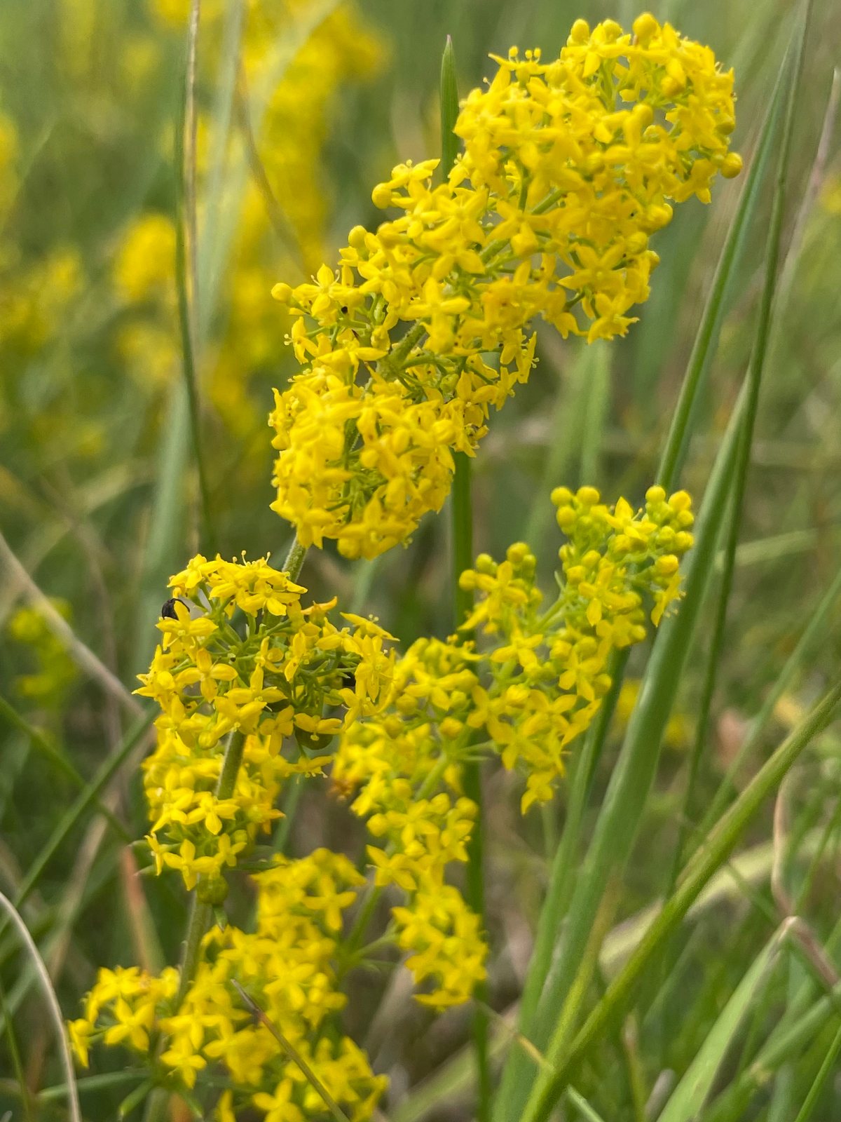 Lady's bedstraw