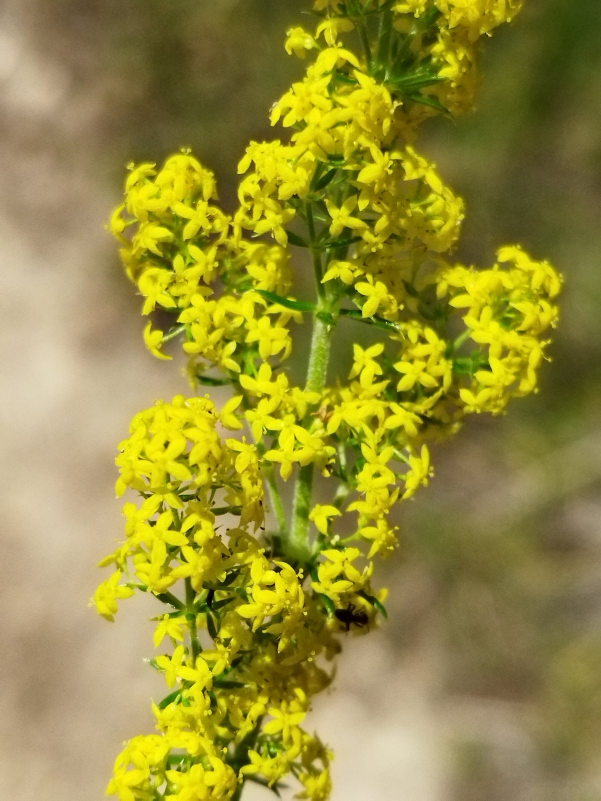 Lady's bedstraw