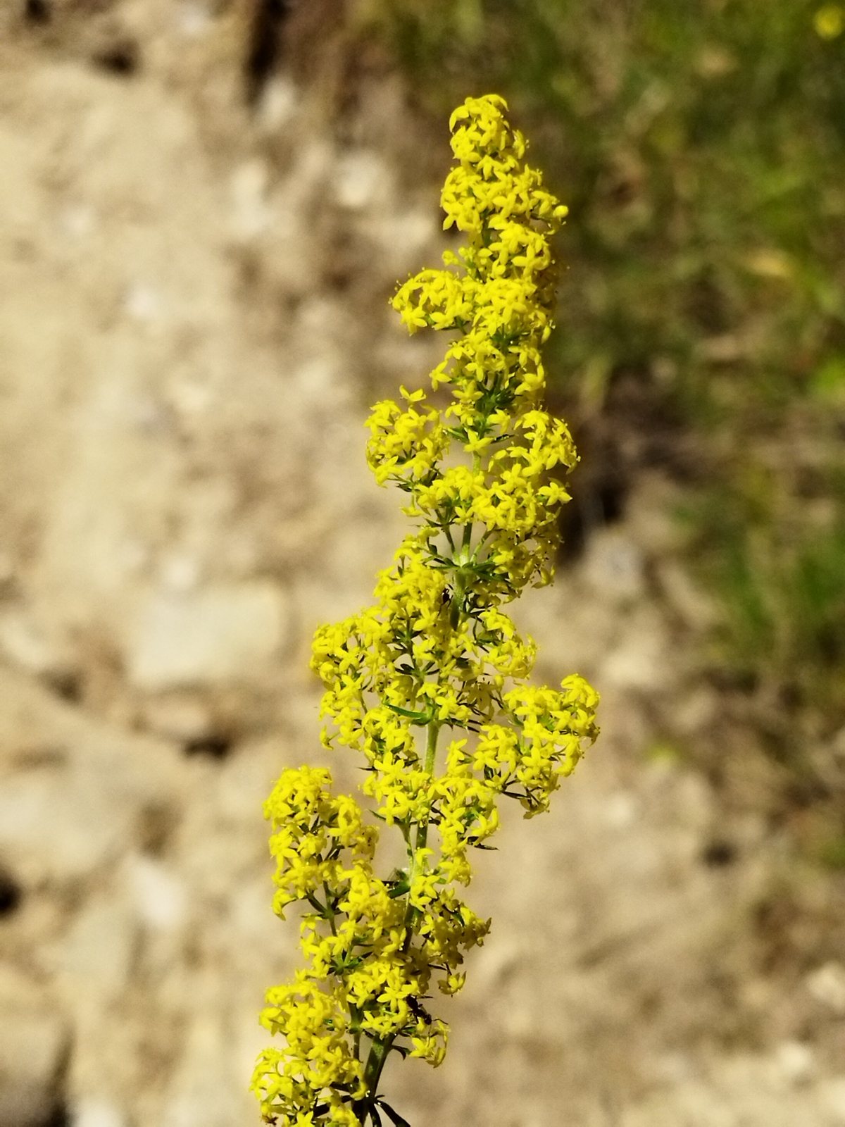 Lady's bedstraw