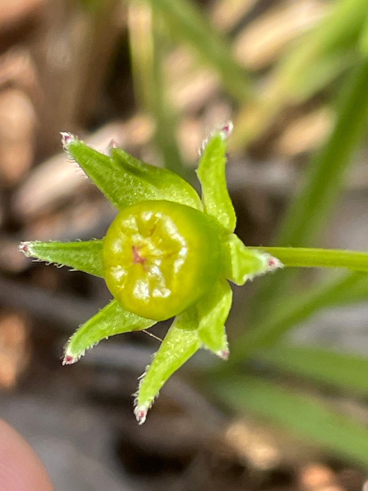 Lanceleaf coreopsis