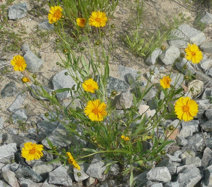 Lanceleaf coreopsis