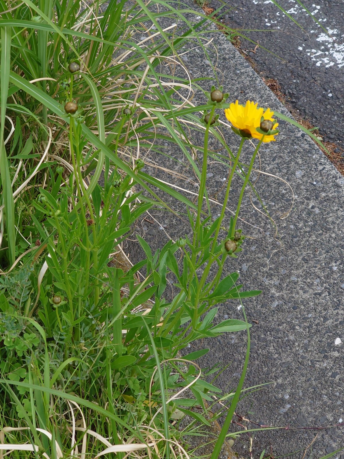 Lanceleaf coreopsis