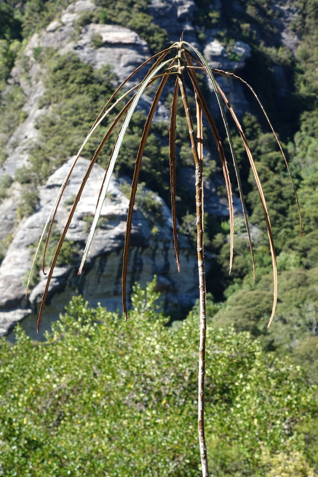 Lancewood