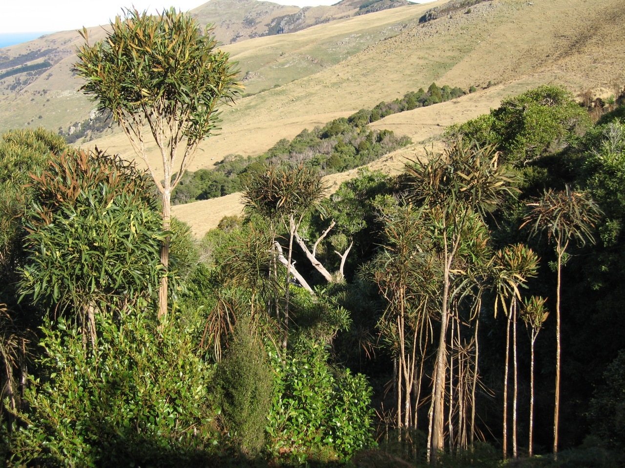 Lancewood