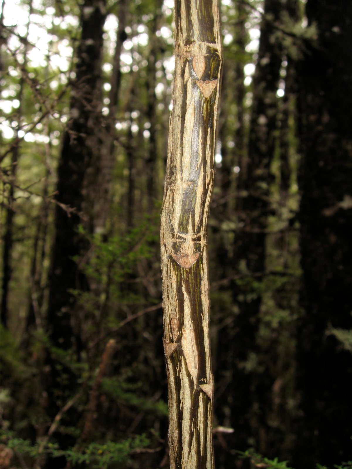 Lancewood