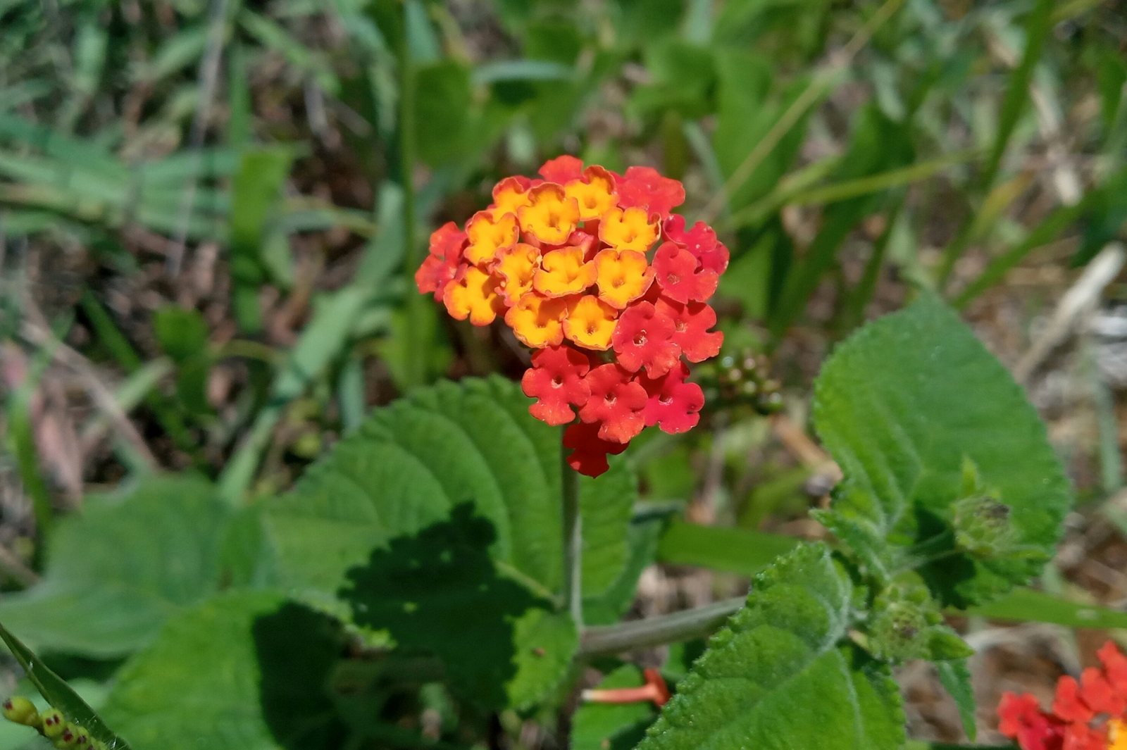 Lantana