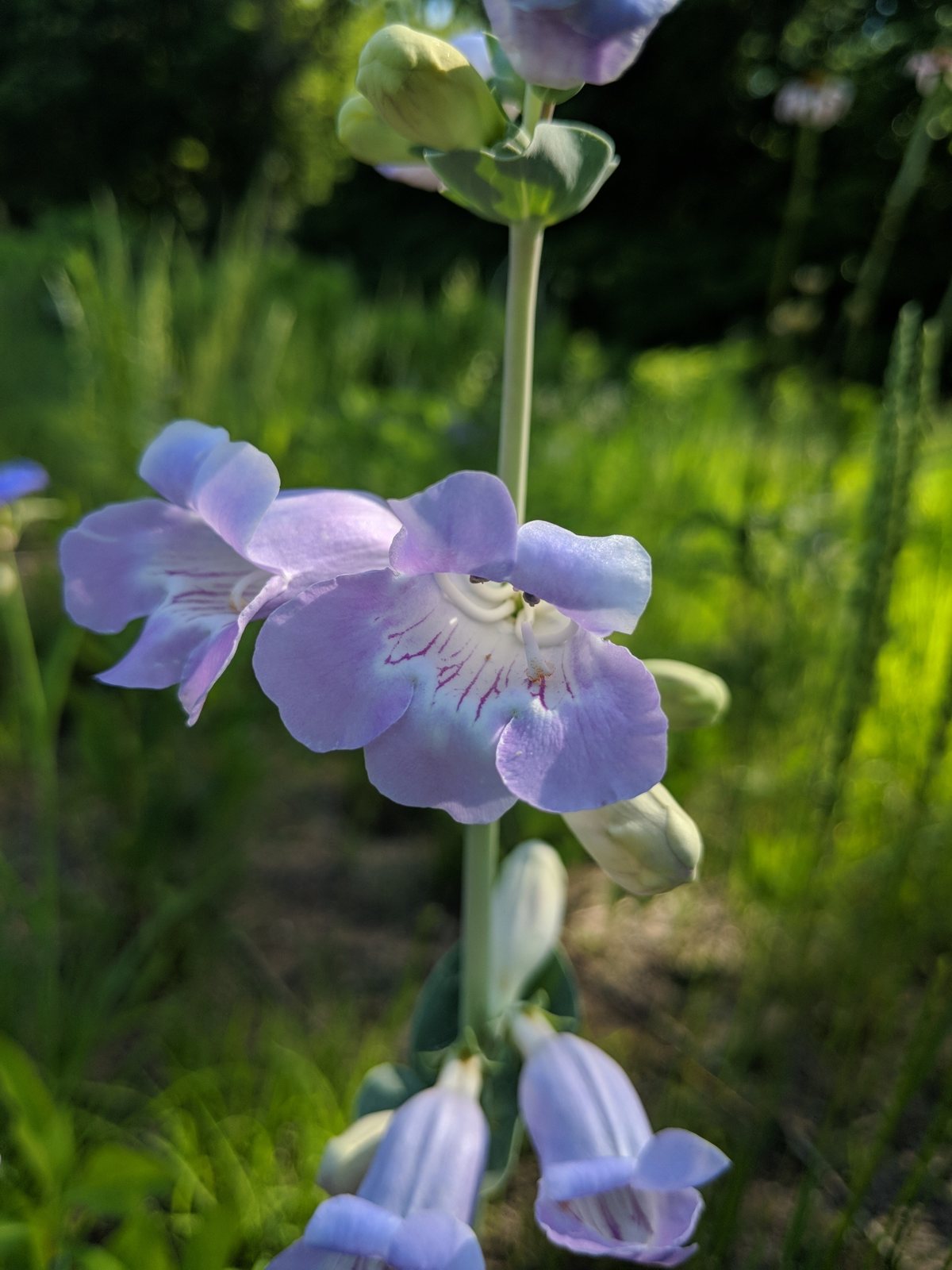 Large-flowered beardtongue