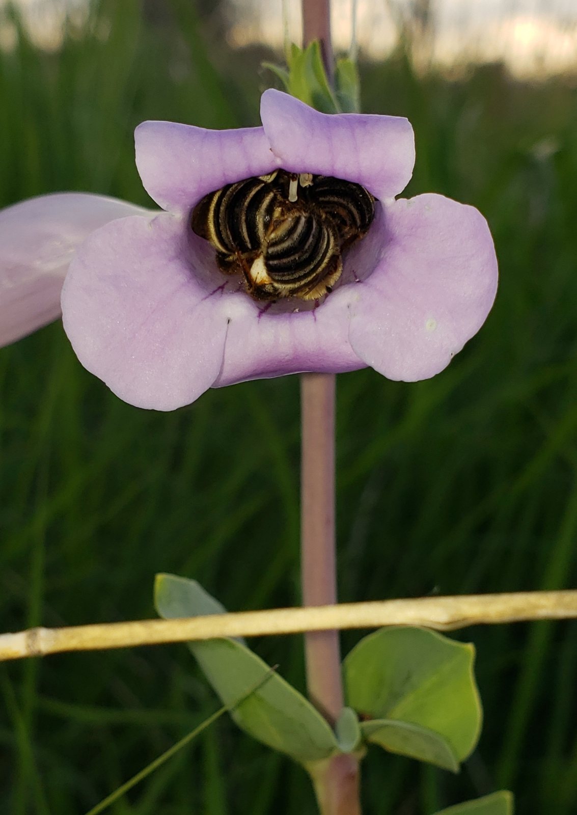 Large-flowered beardtongue