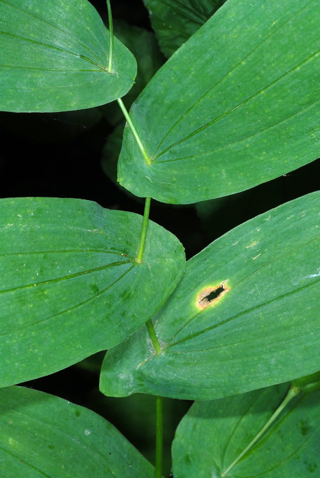 Large-flowered bellwort