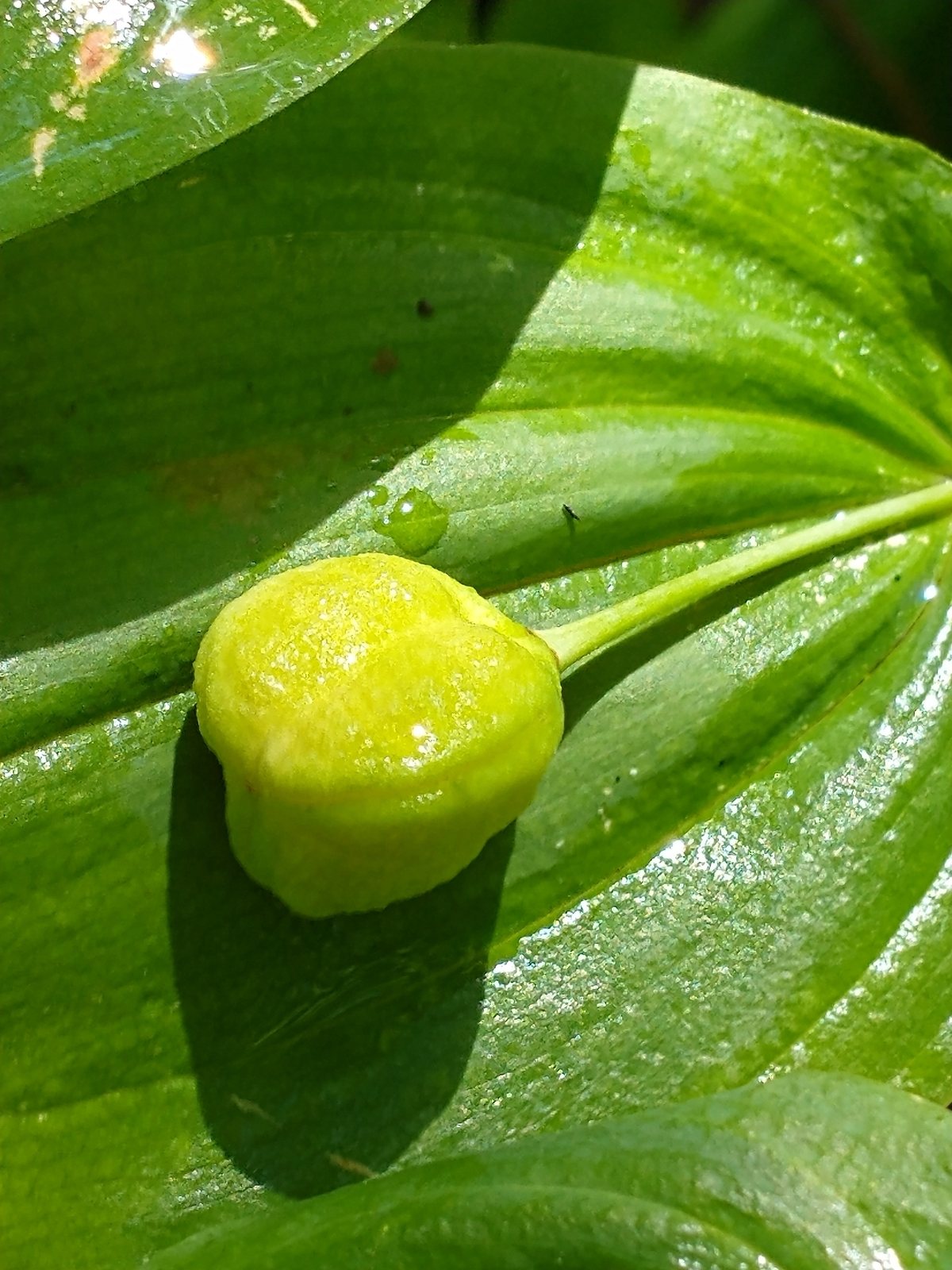 Large-flowered bellwort
