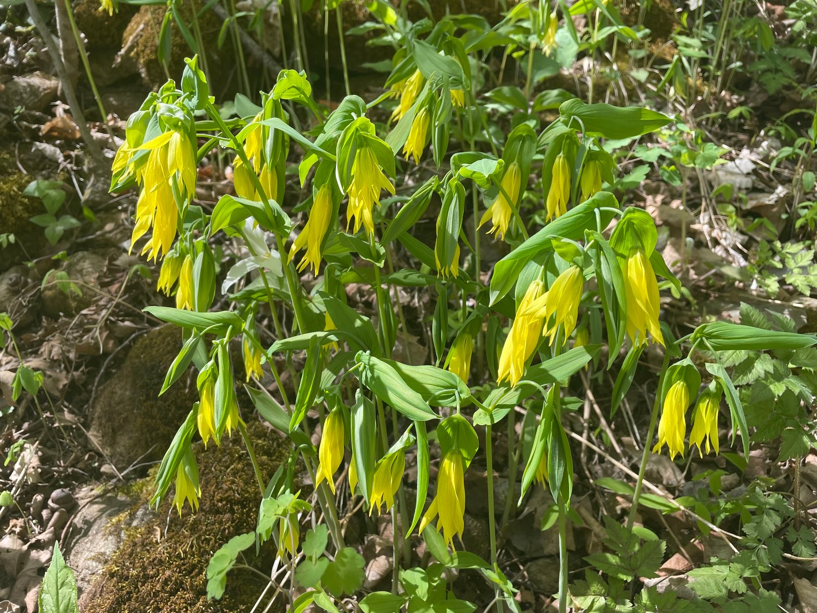 Large-flowered bellwort