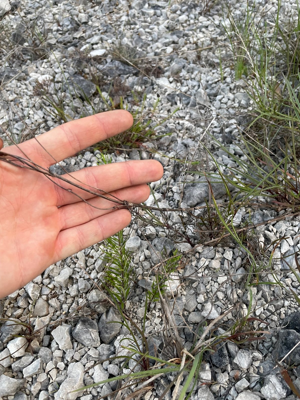 Large-flowered tickseed