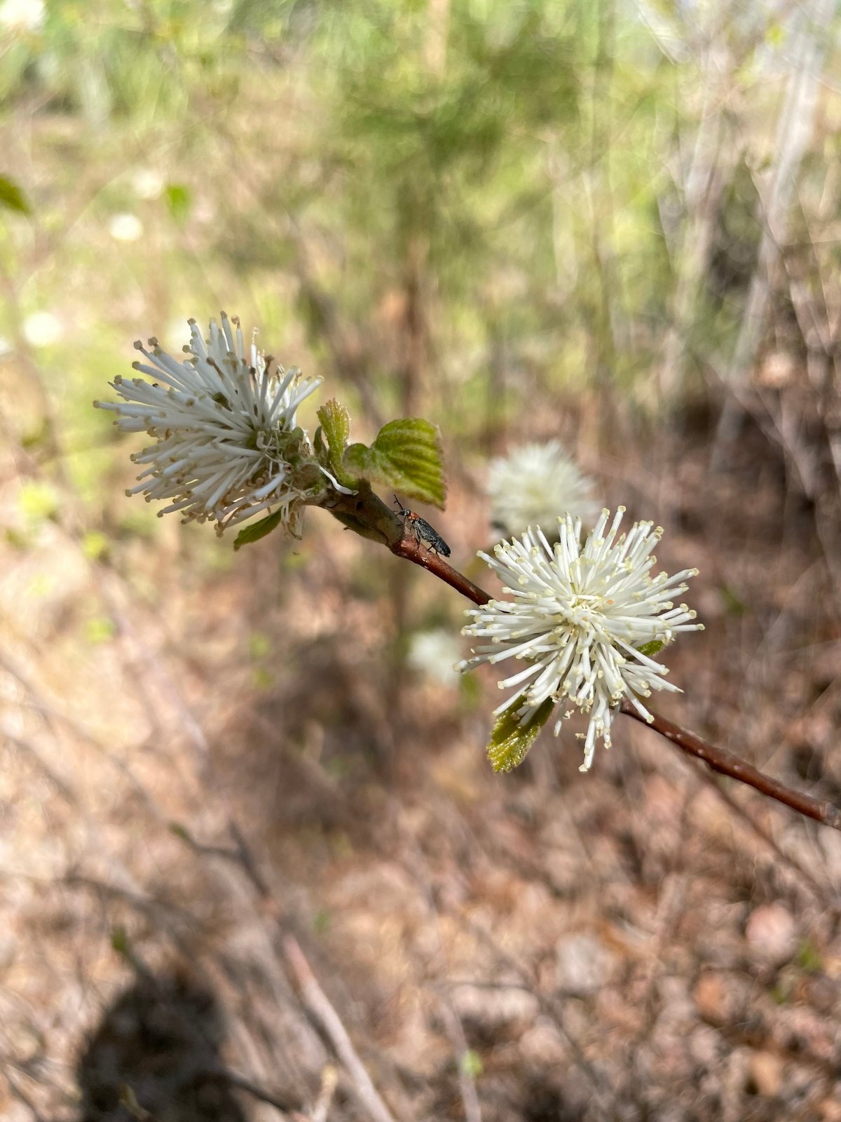 Large fothergilla