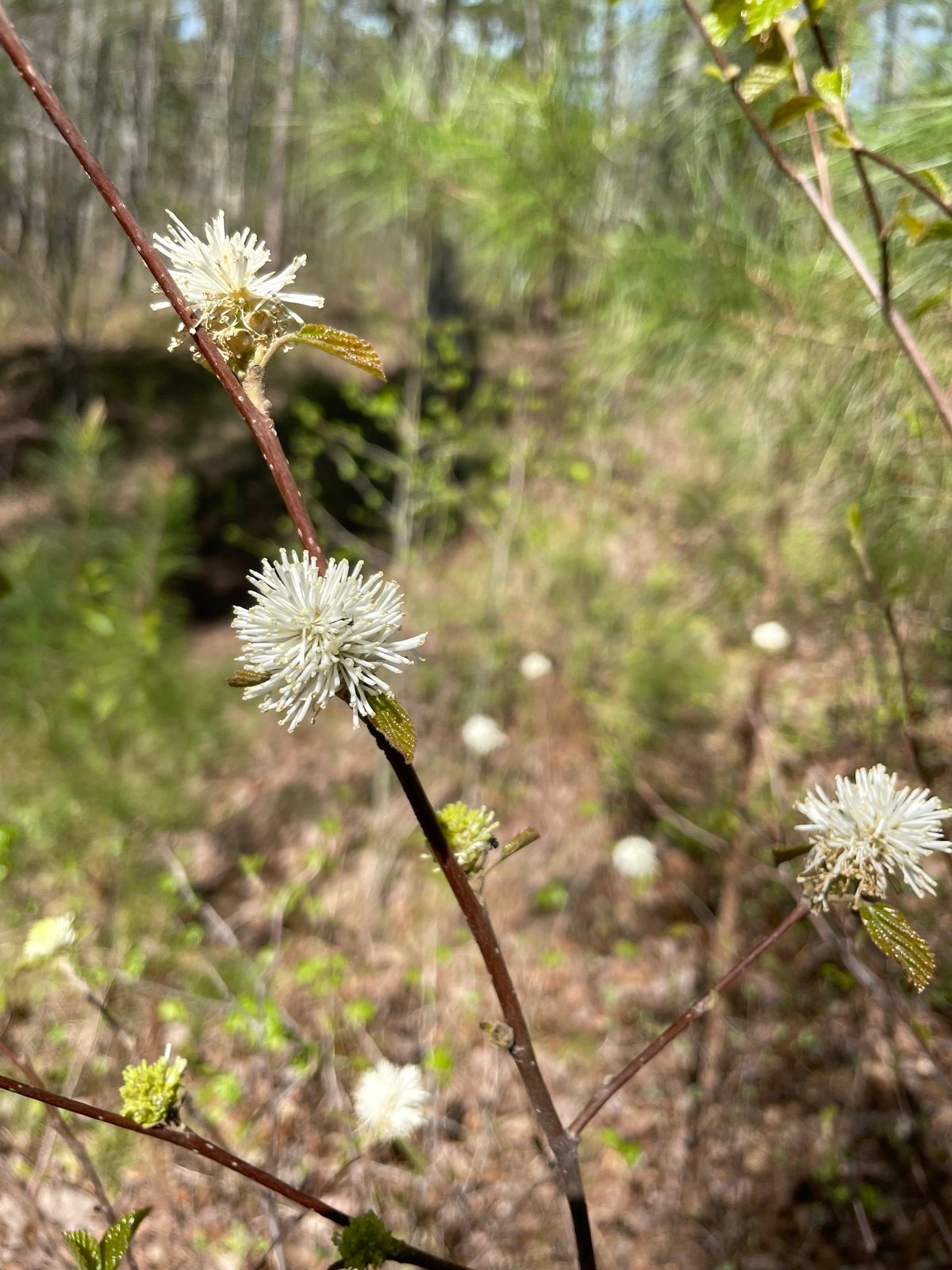 Large fothergilla