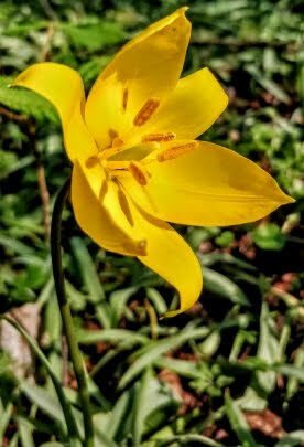 Late tulip