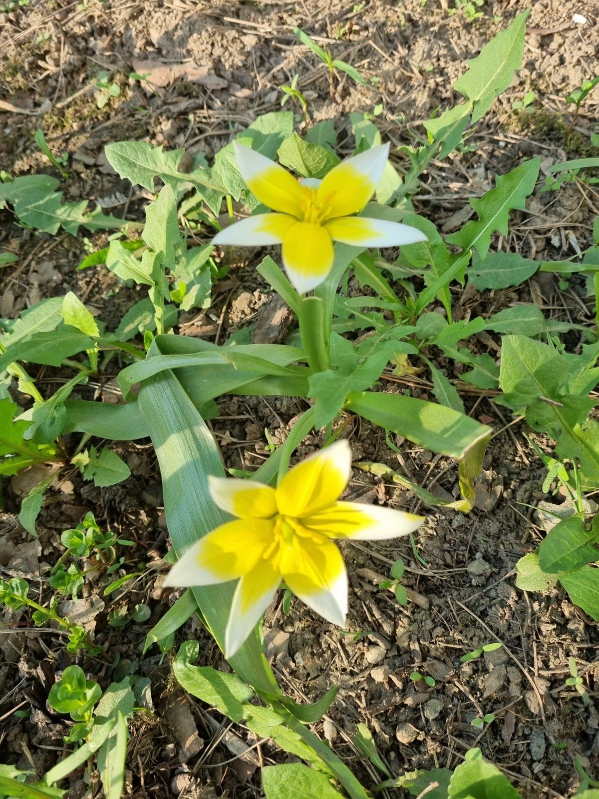 Late tulip