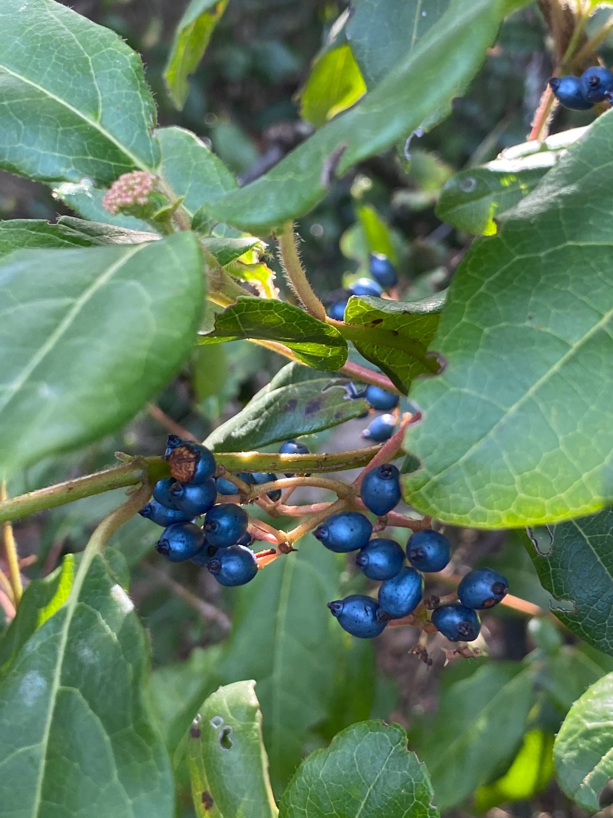 Laurustinus