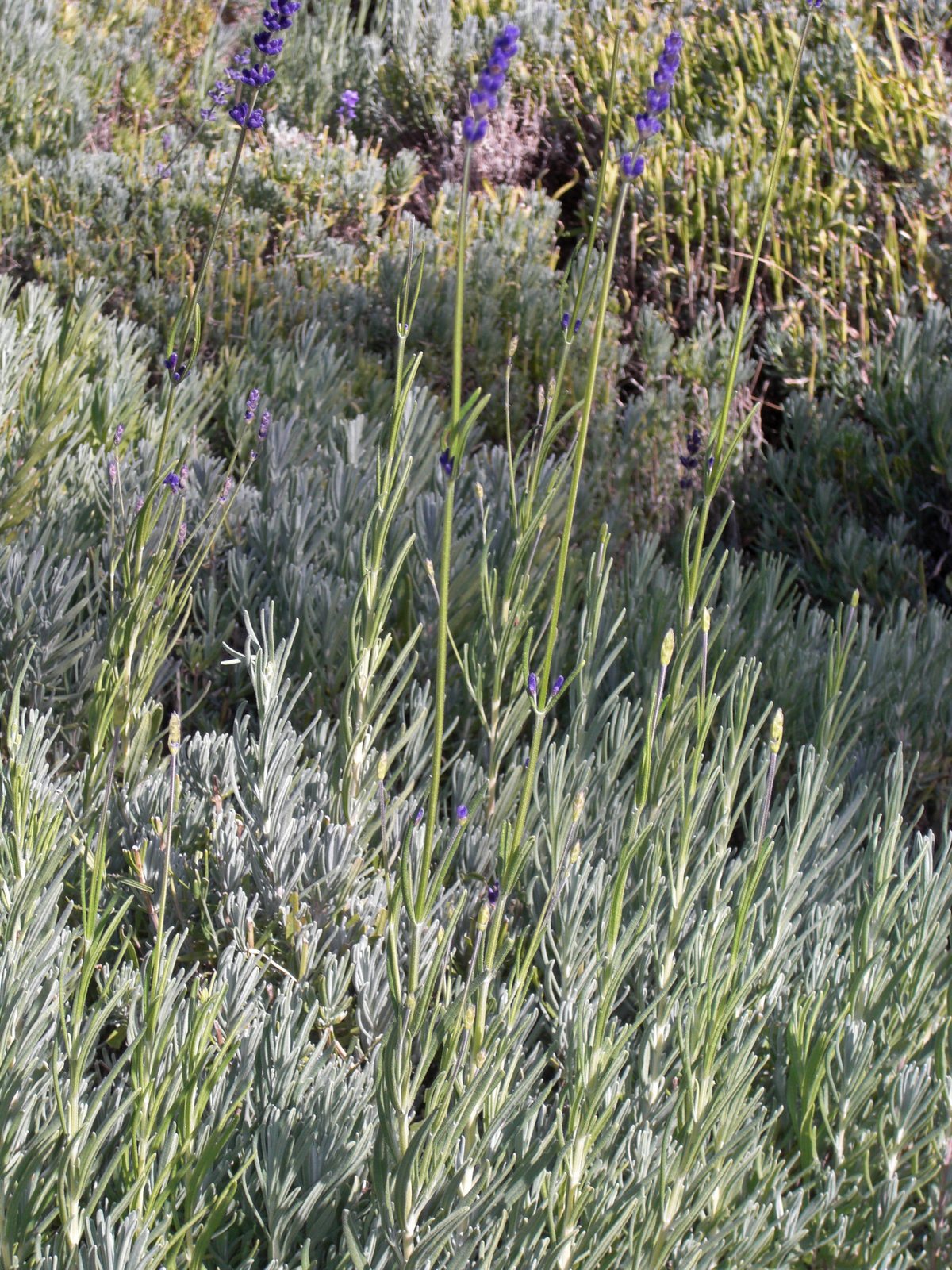 Lavender 'Munstead'