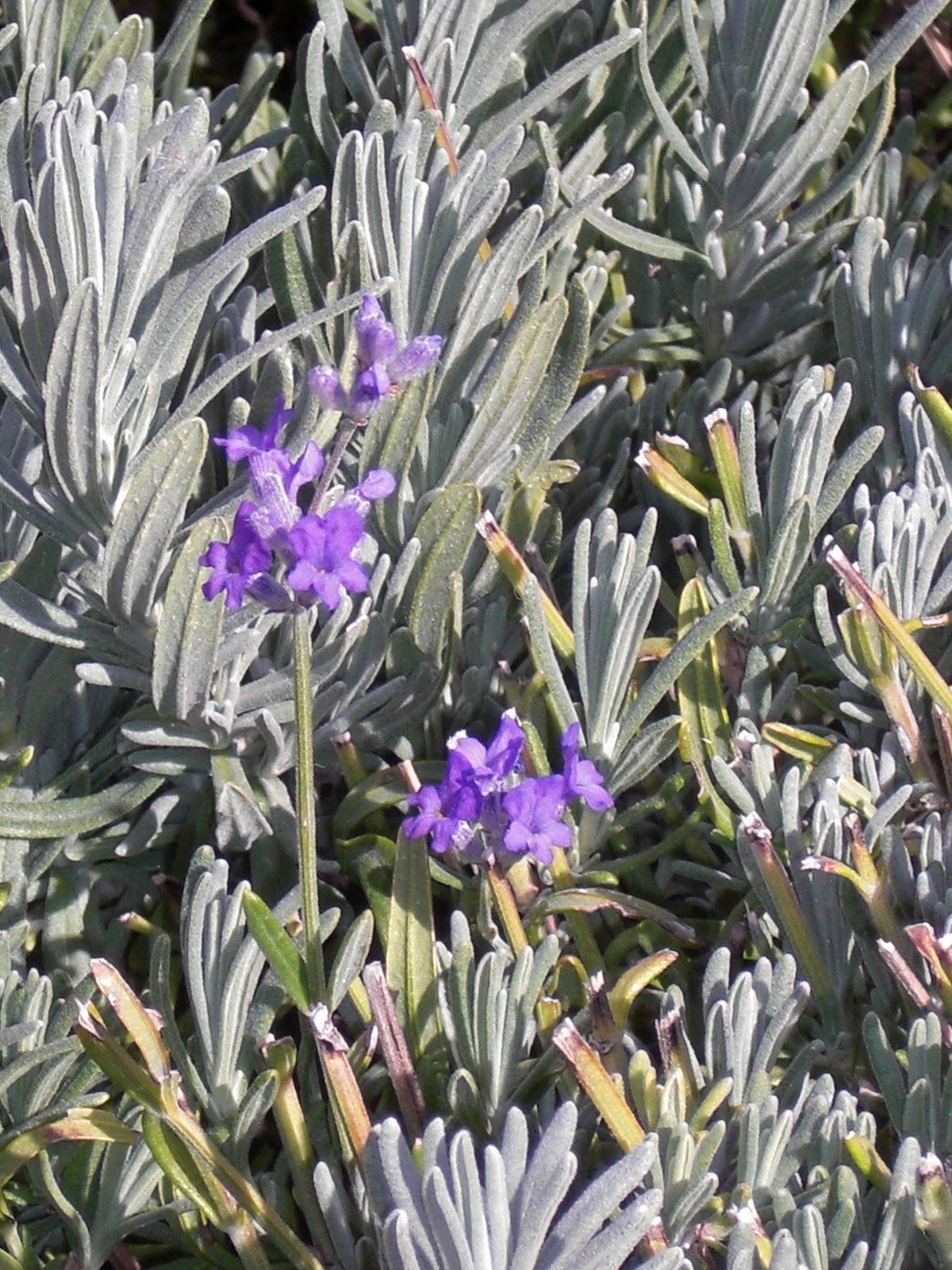 Lavender 'Munstead'
