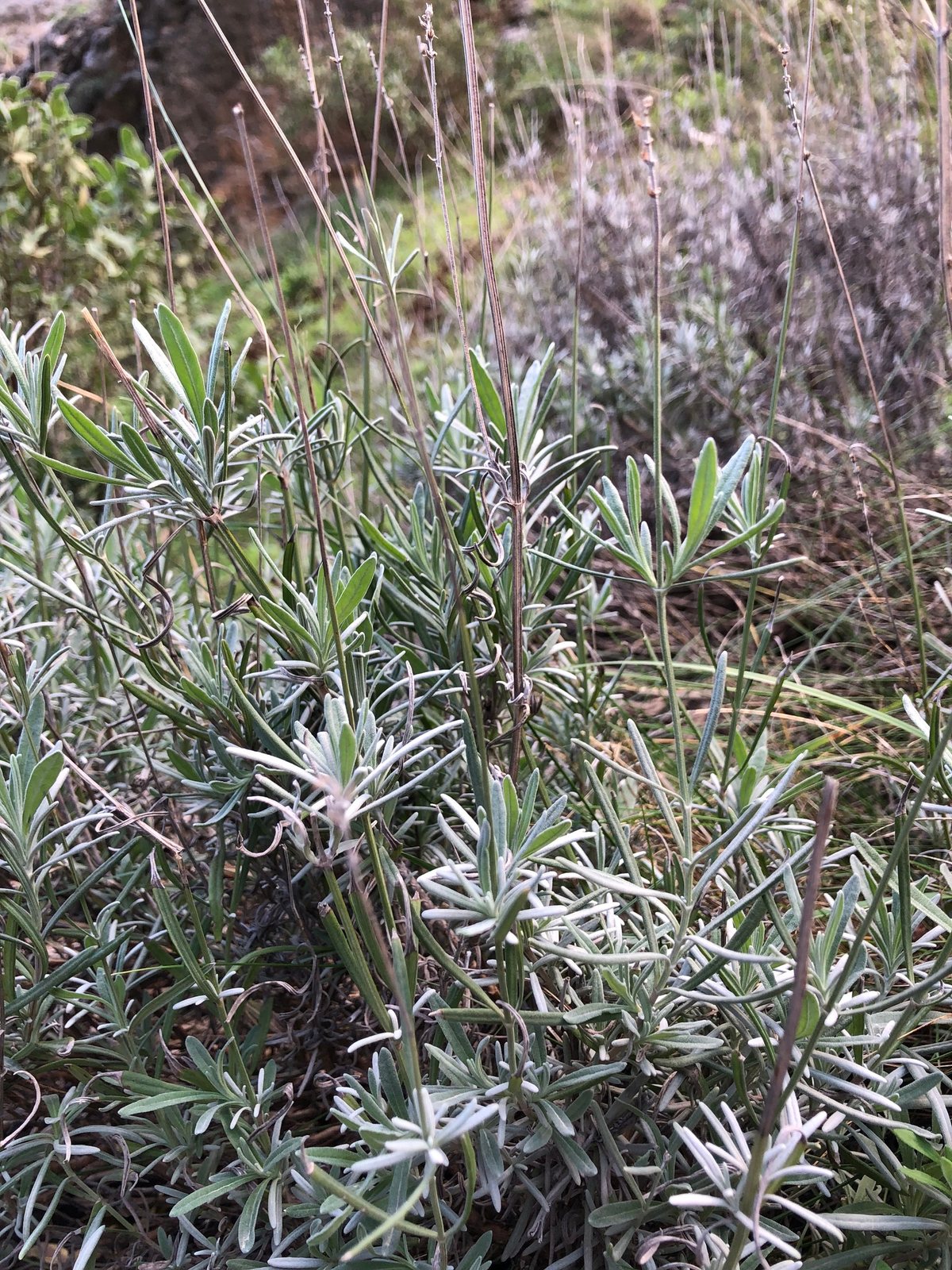 Lavender 'Munstead'
