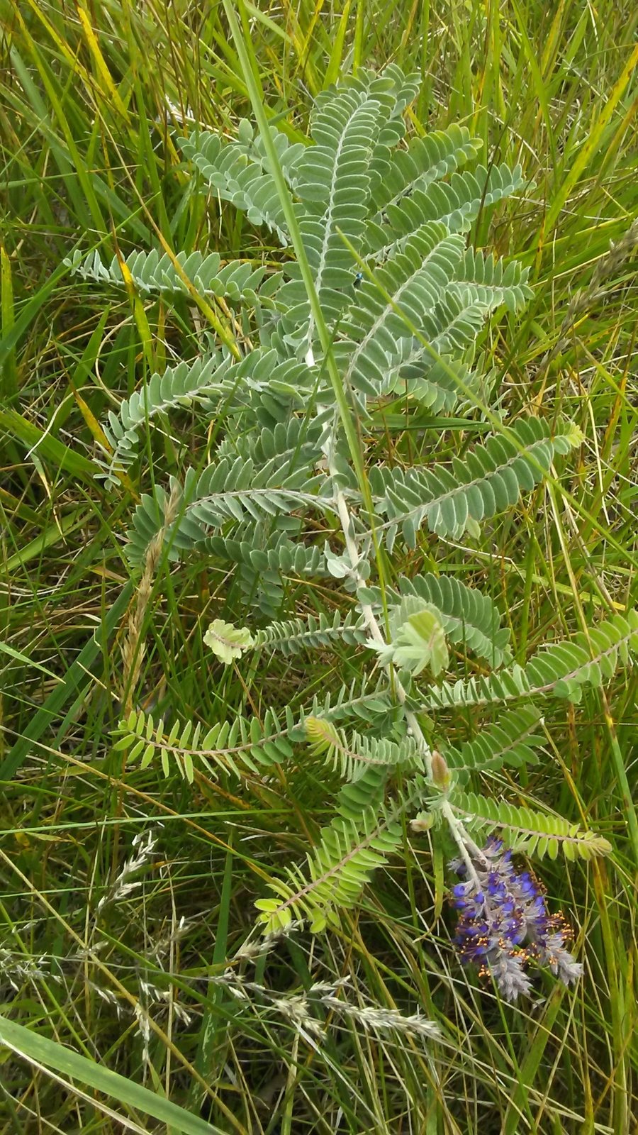 Leadplant