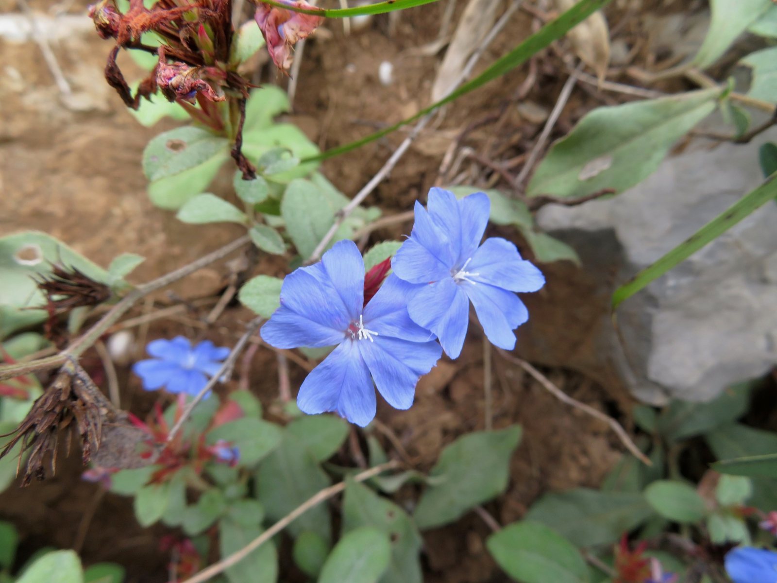 Leadwort