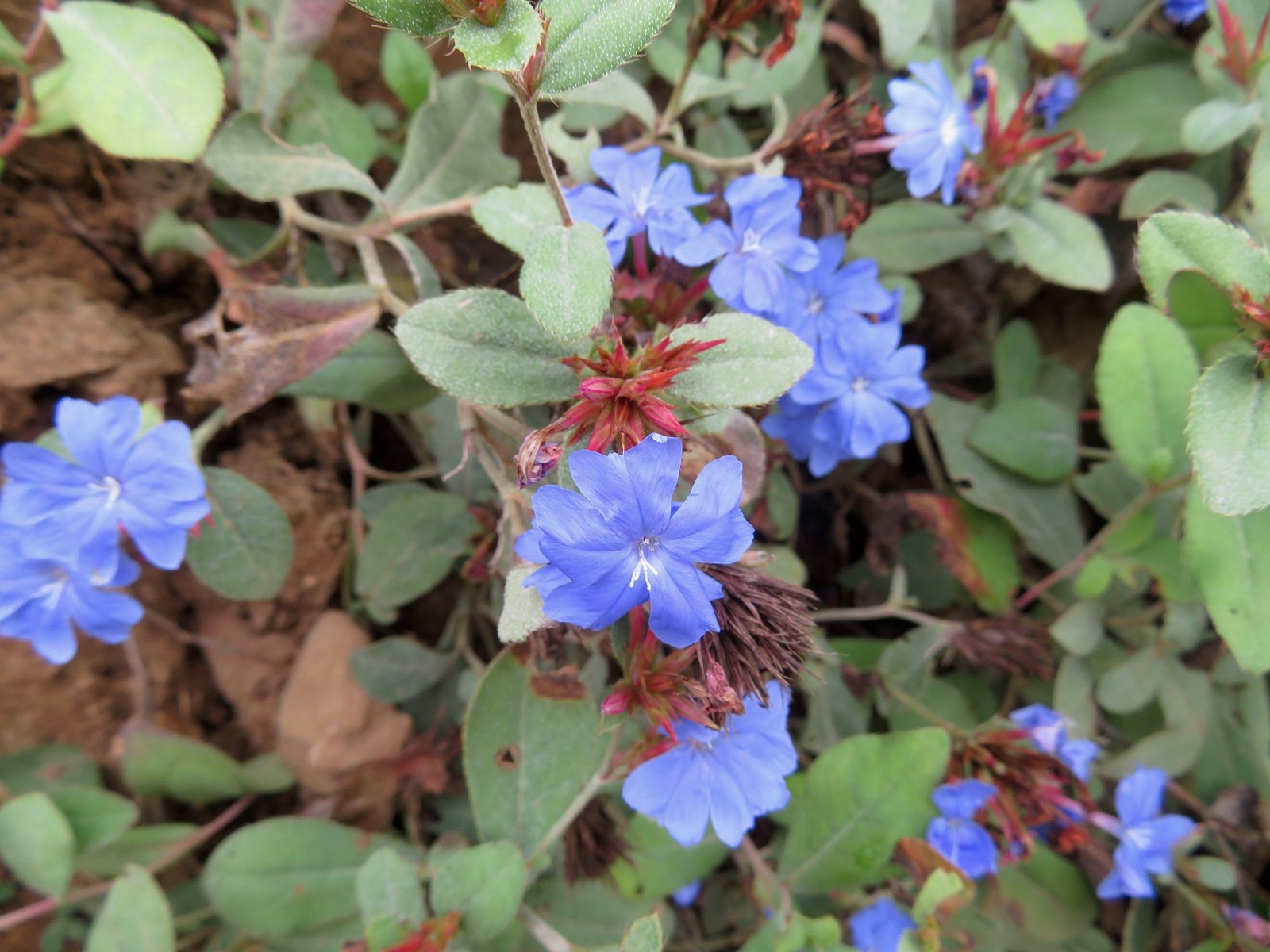 Leadwort