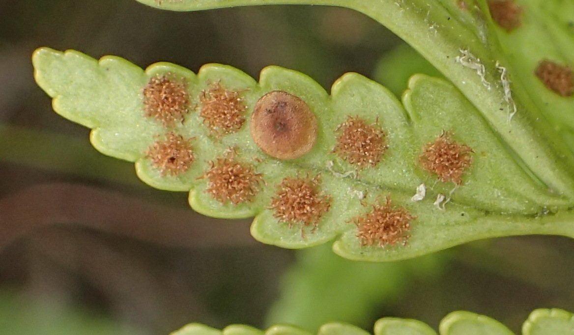 Leatherleaf fern
