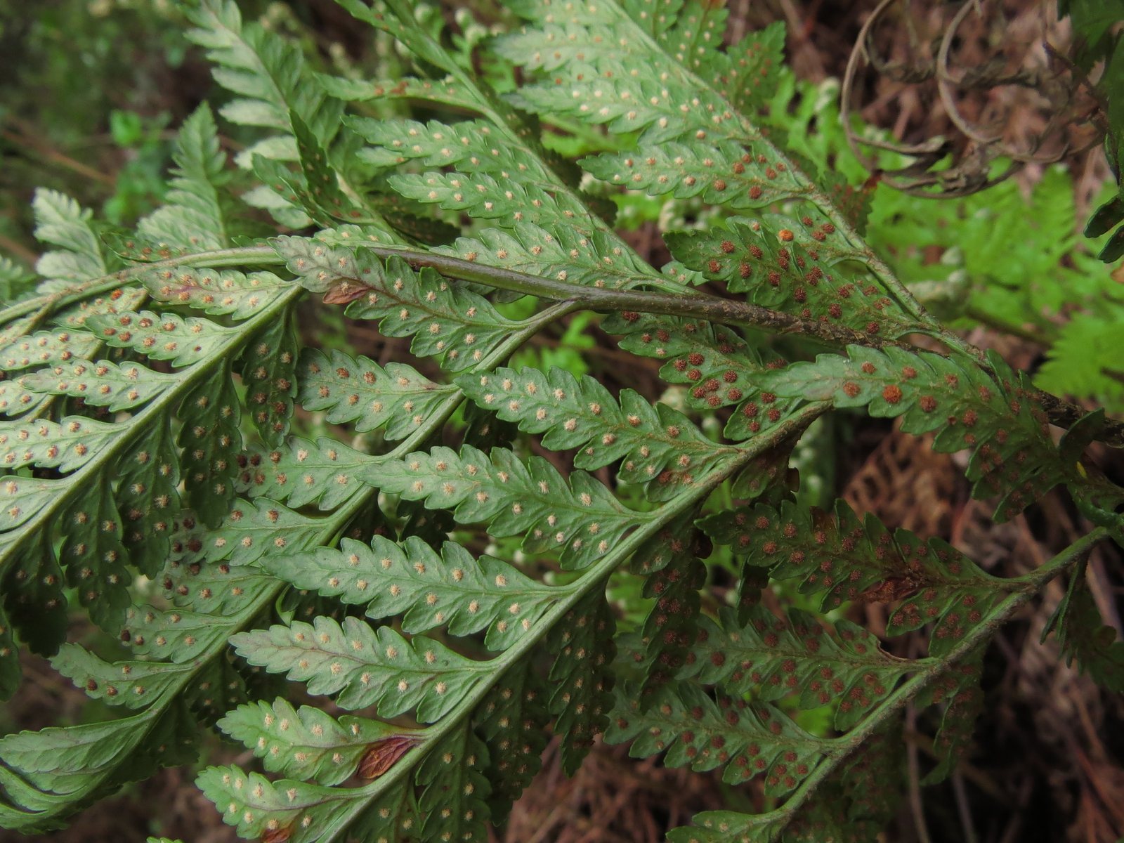 Leatherleaf fern