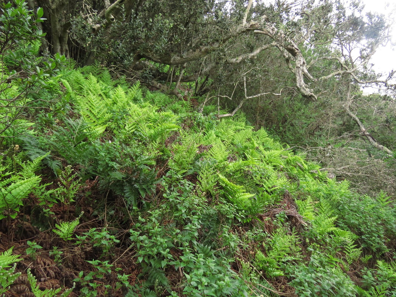 Leatherleaf fern