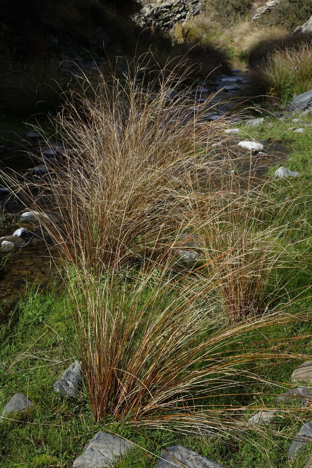 Leatherleaf sedge
