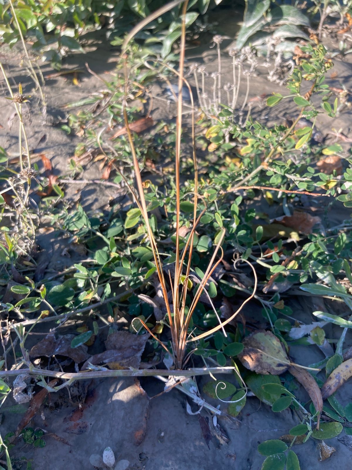 Leatherleaf sedge