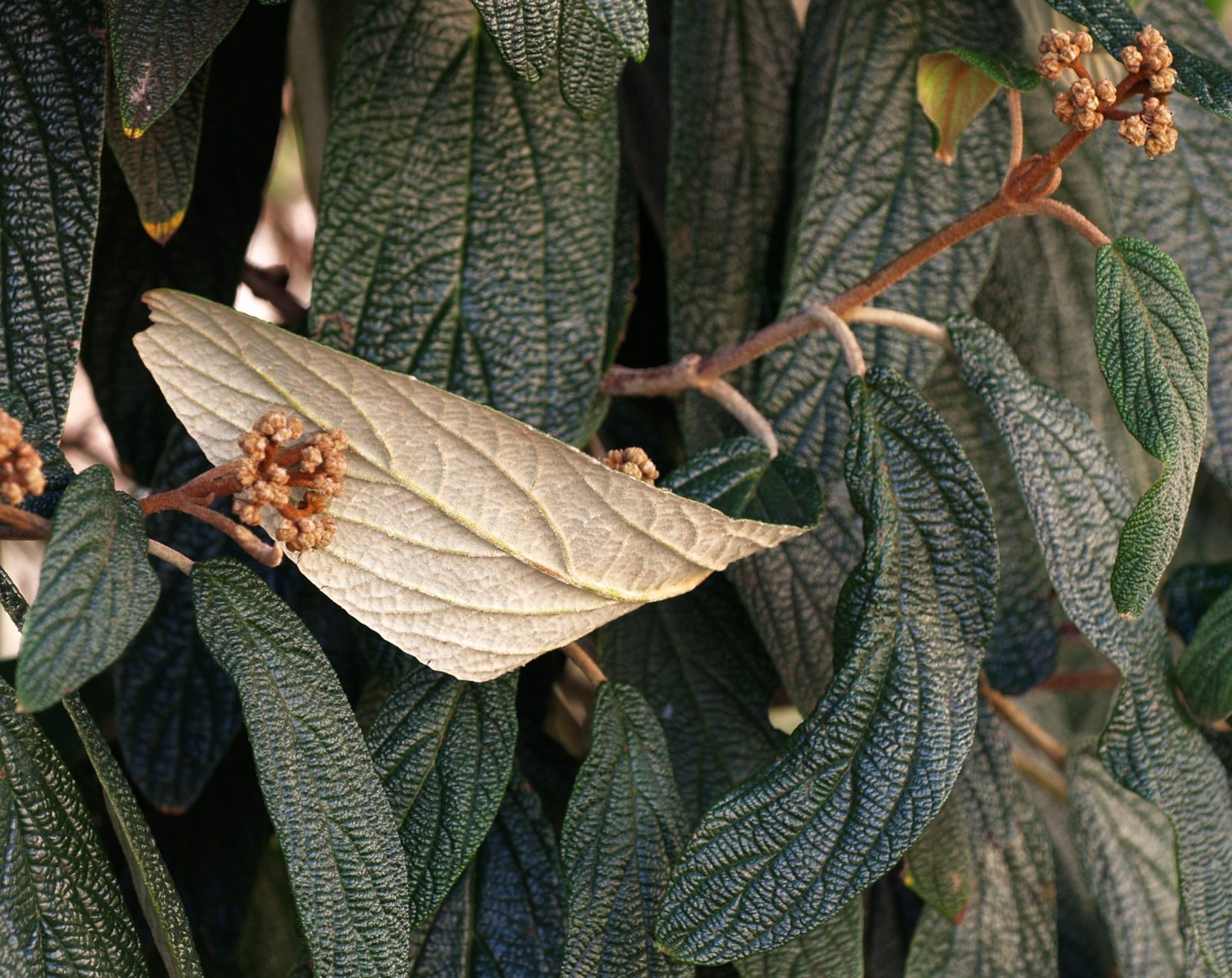 Leatherleaf viburnum