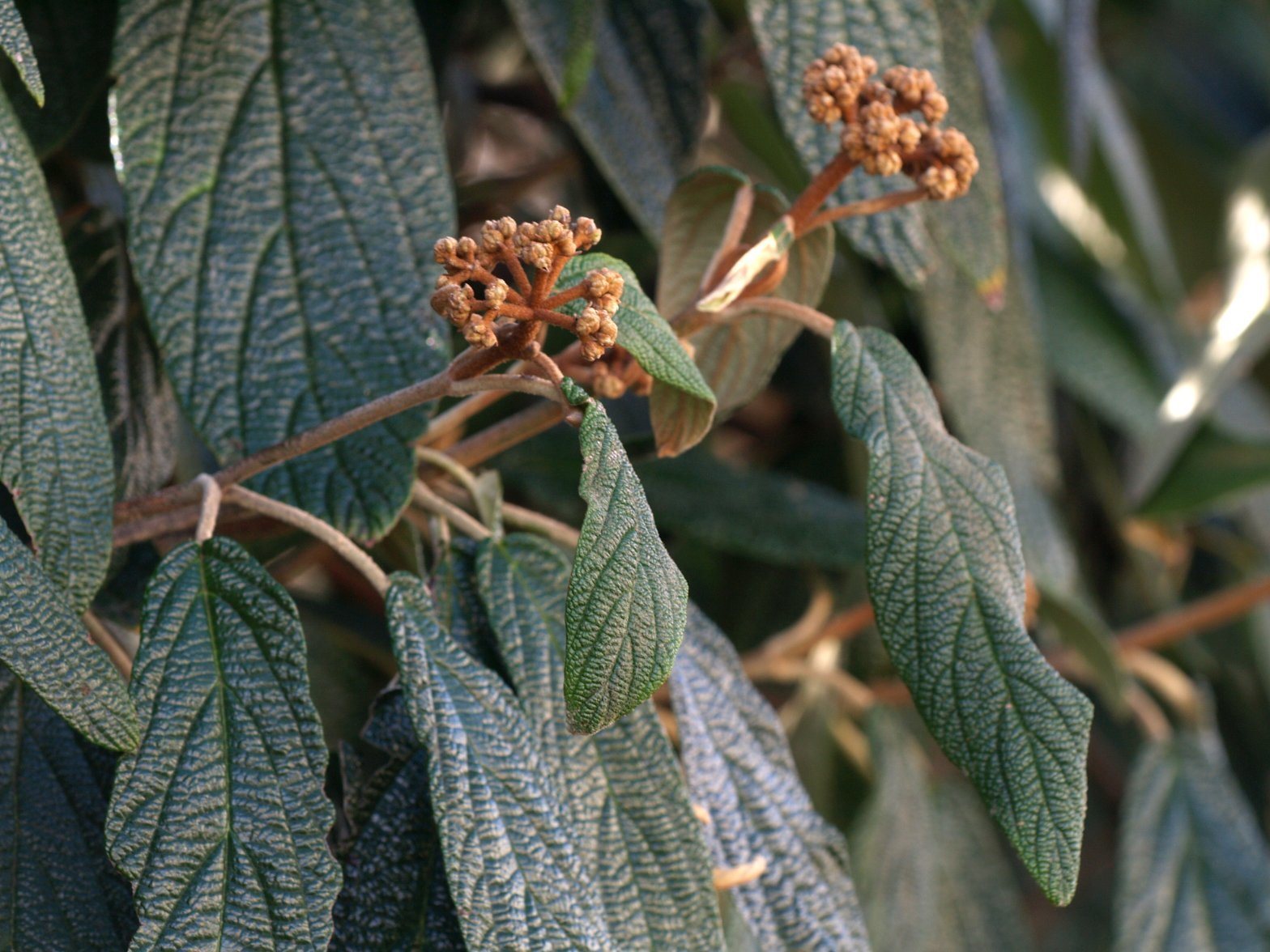 Leatherleaf viburnum