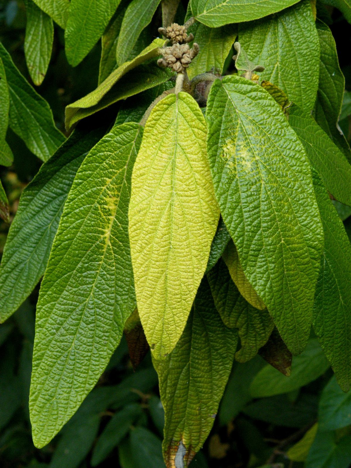 Leatherleaf viburnum