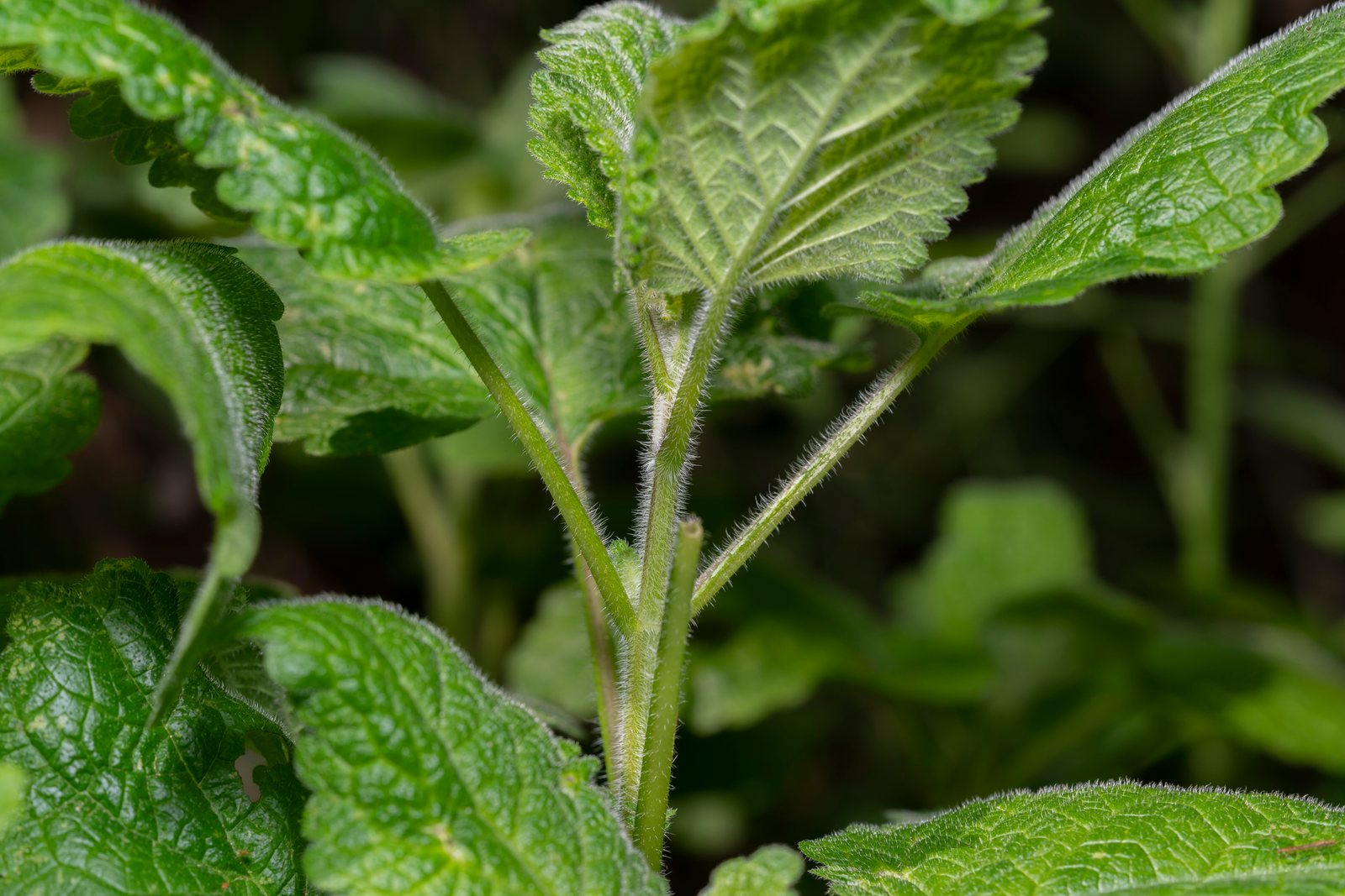 Lemon balm