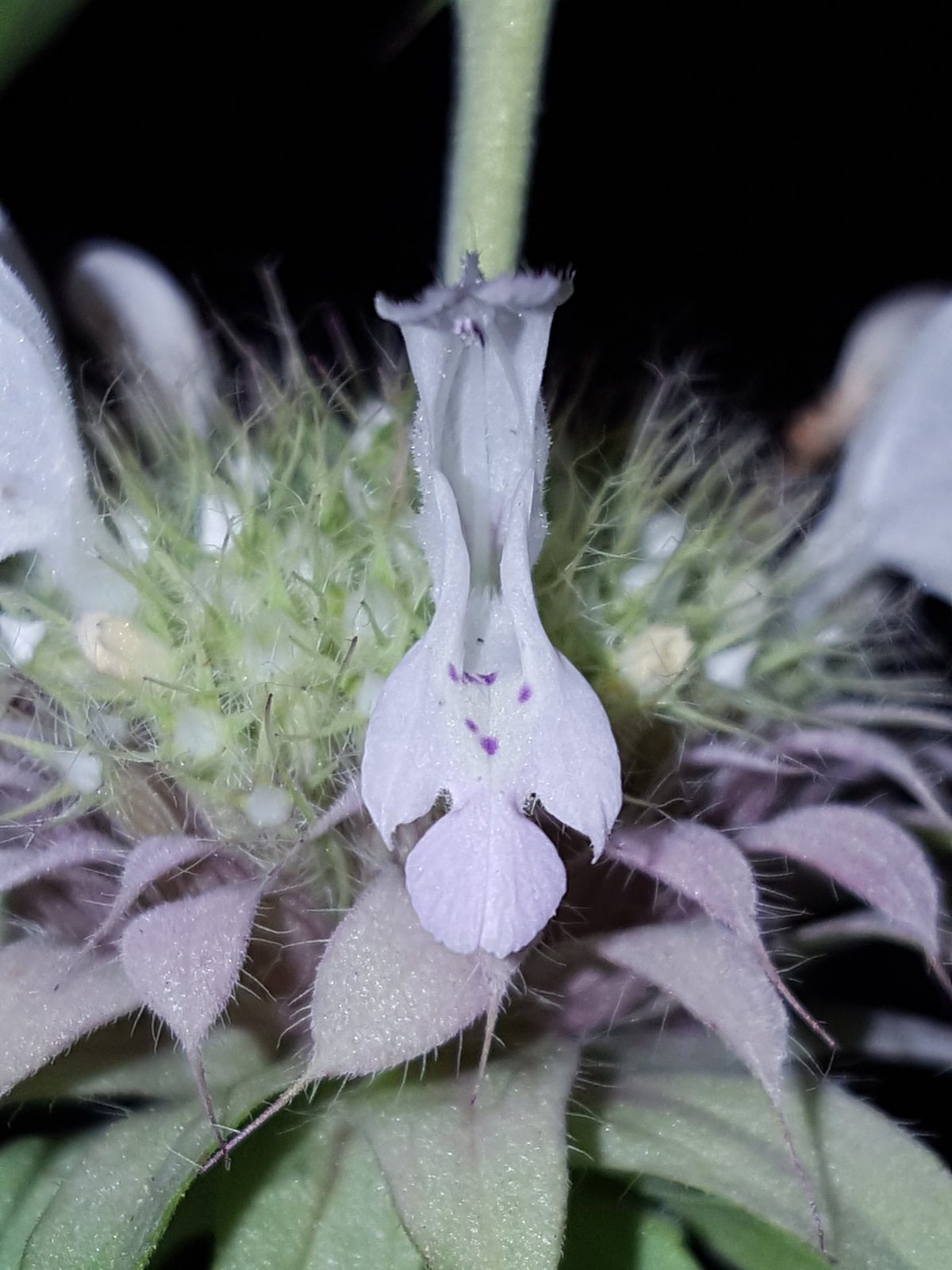 Lemon beebalm