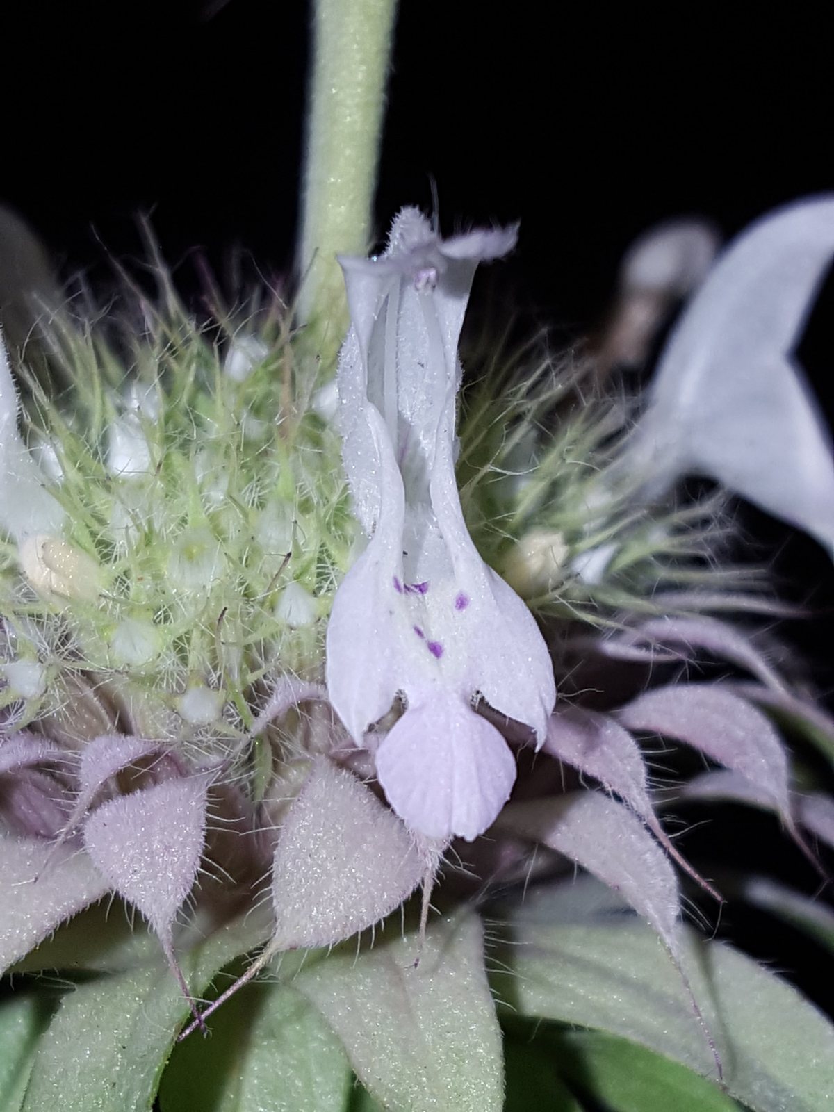 Lemon beebalm