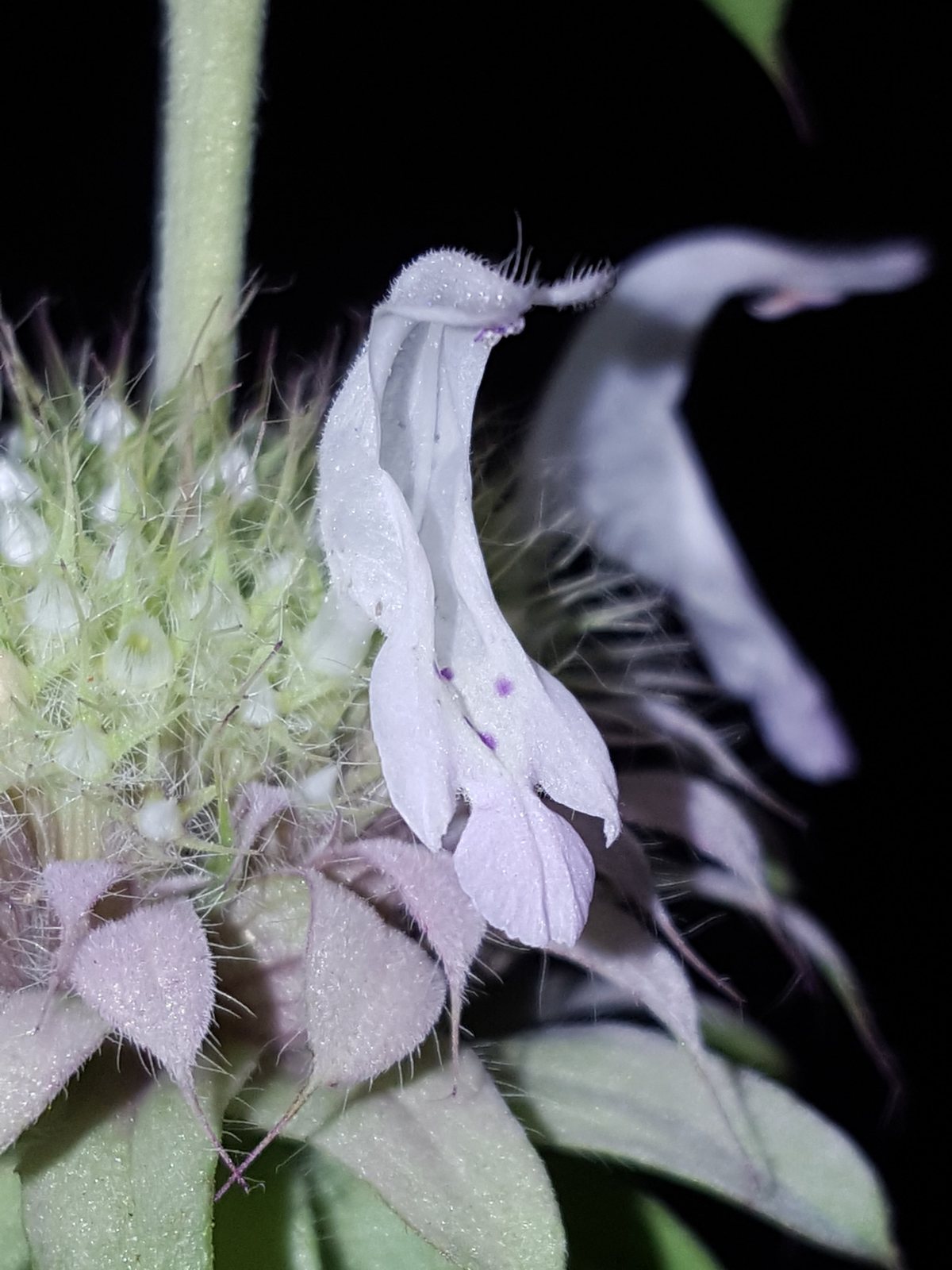 Lemon beebalm