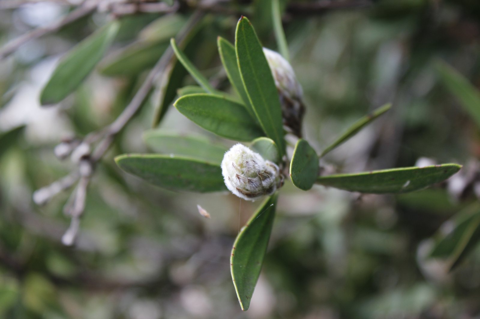 Lemon bottlebrush