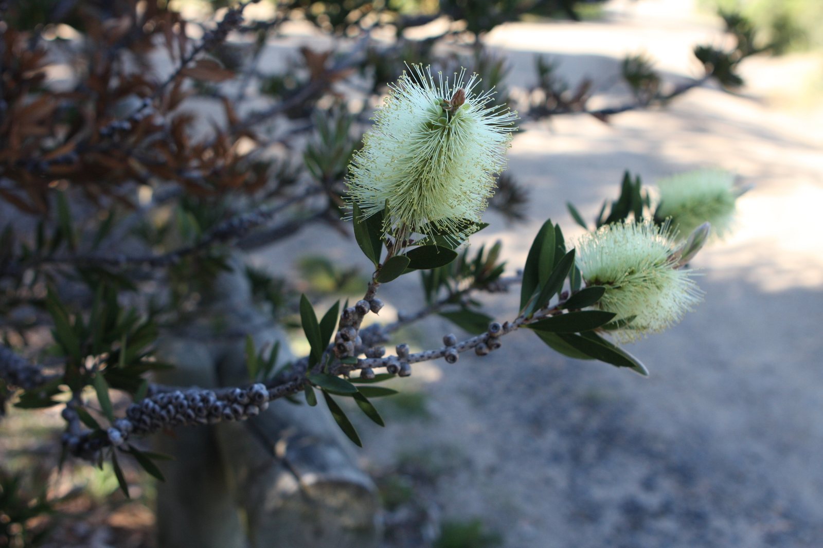 Lemon bottlebrush