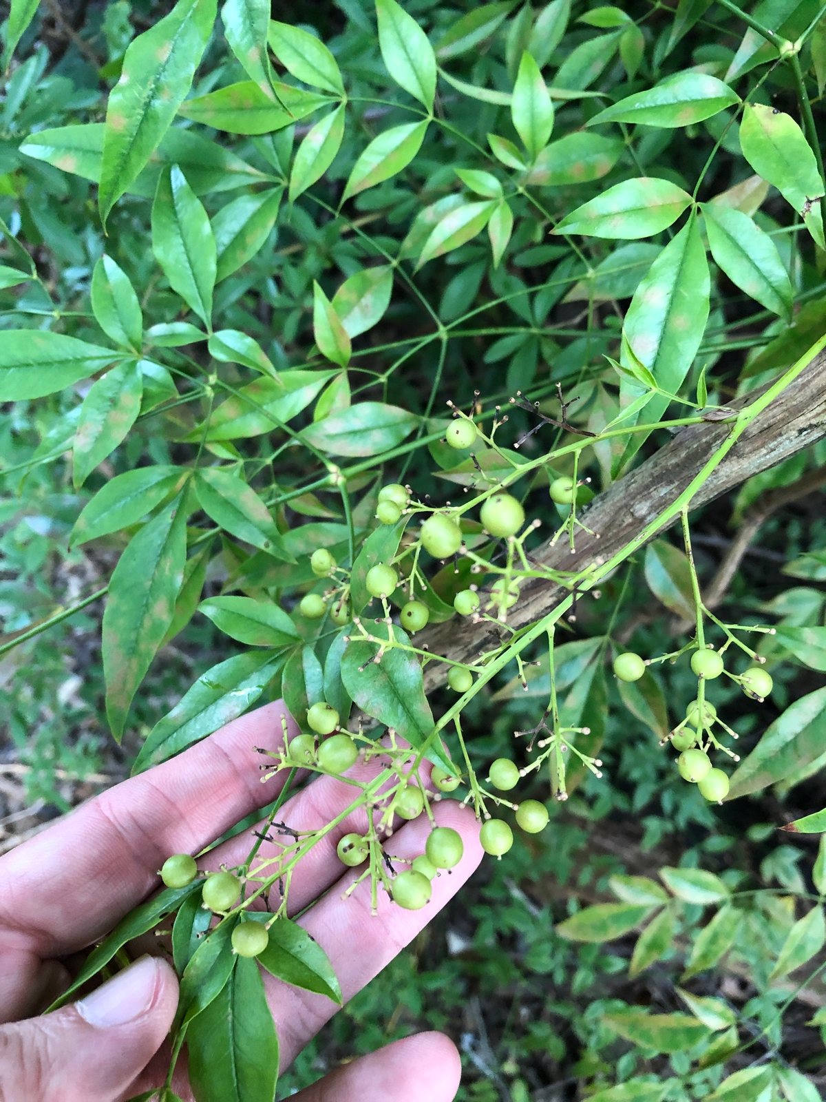 Lemon Lime nandina