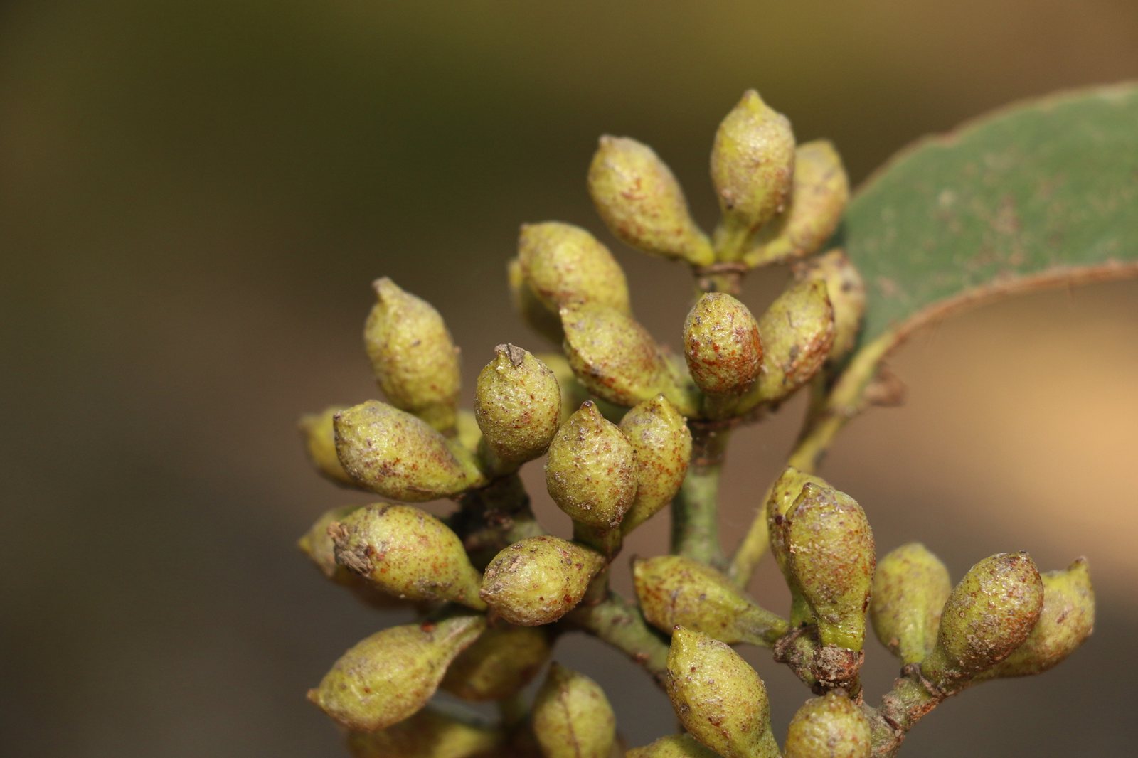 Lemon-scented gum