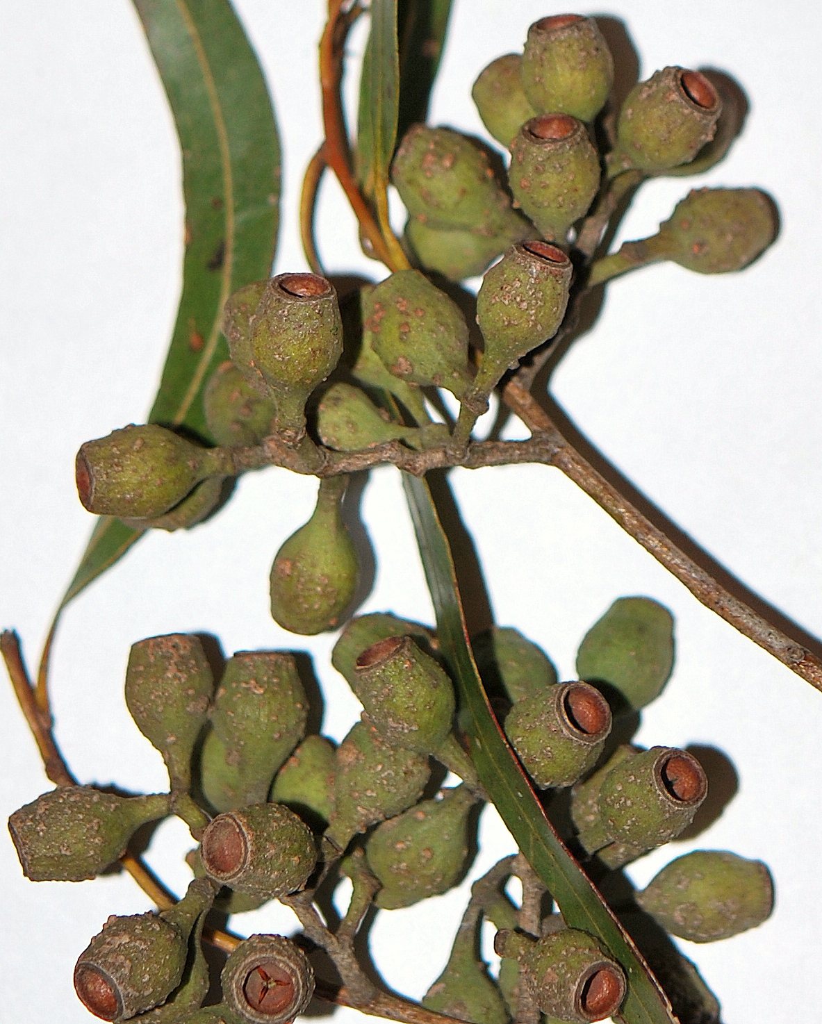 Lemon-scented gum