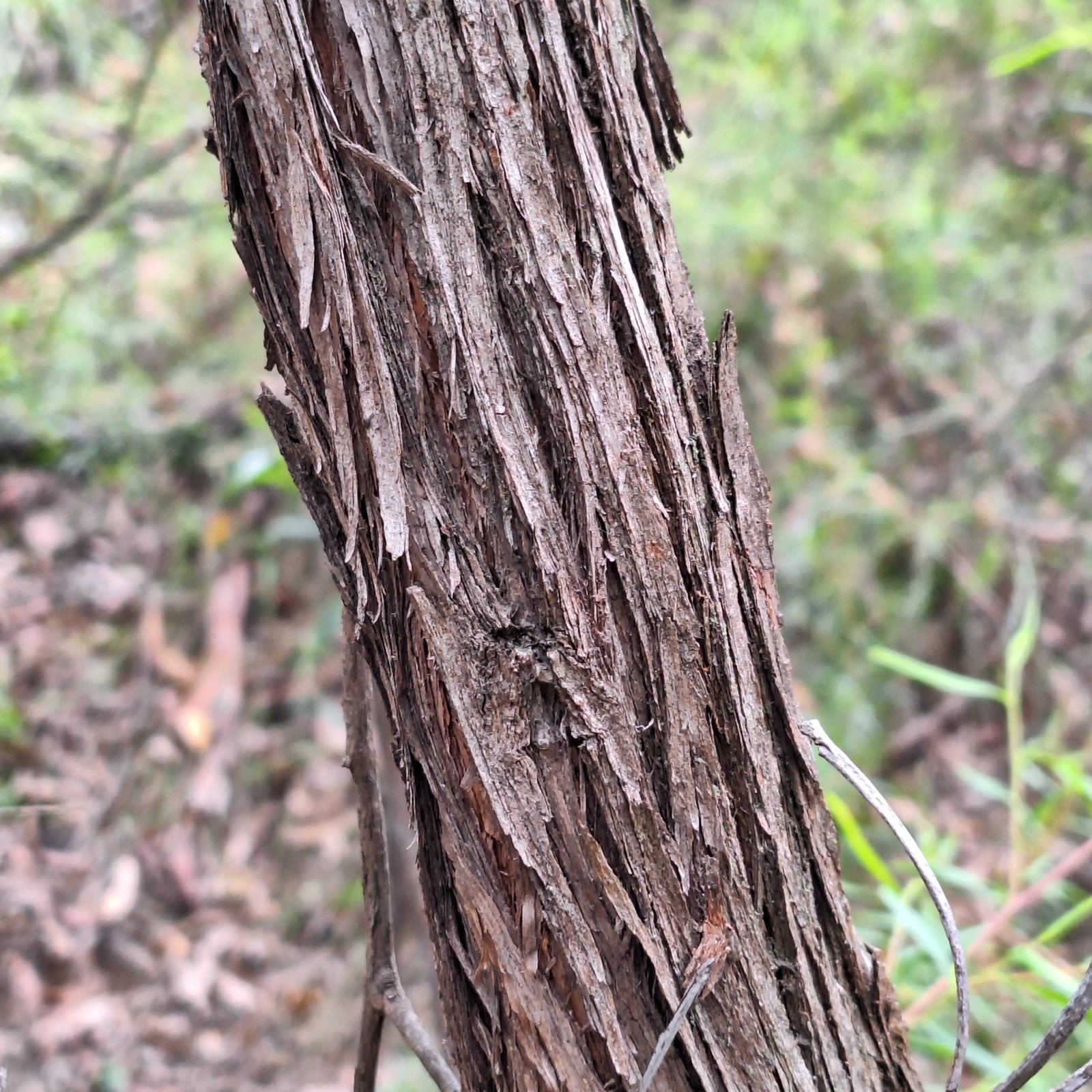 Lemon-scented tea tree