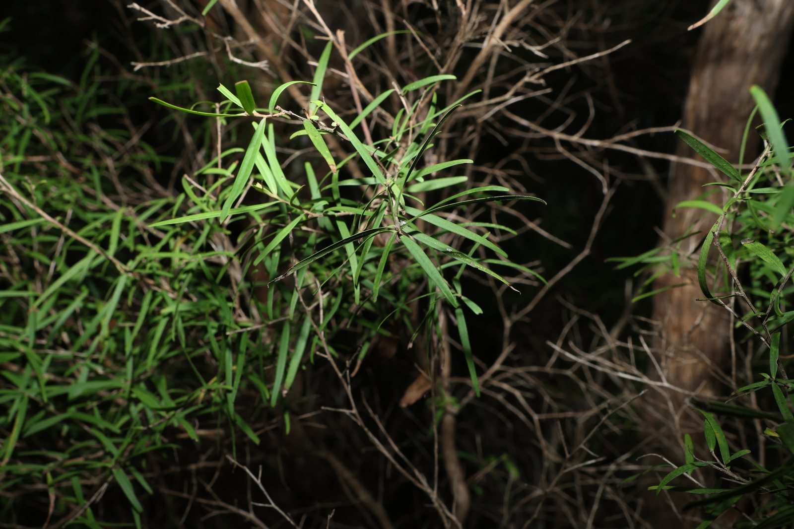 Lemon-scented tea tree