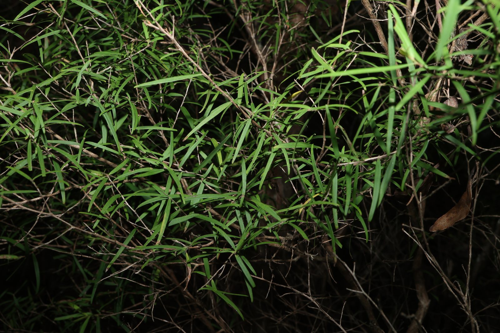 Lemon-scented tea tree