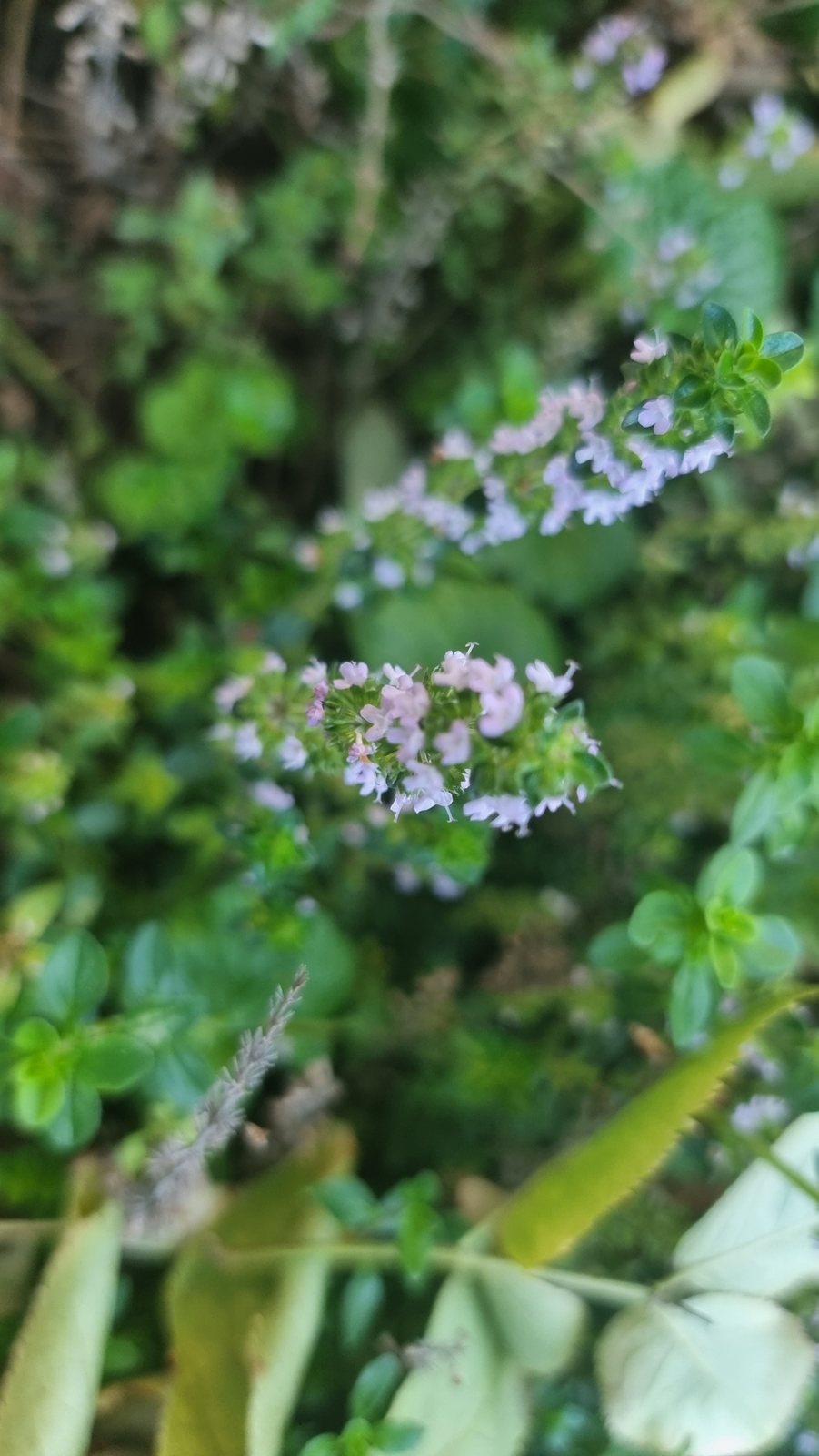 Lemon thyme