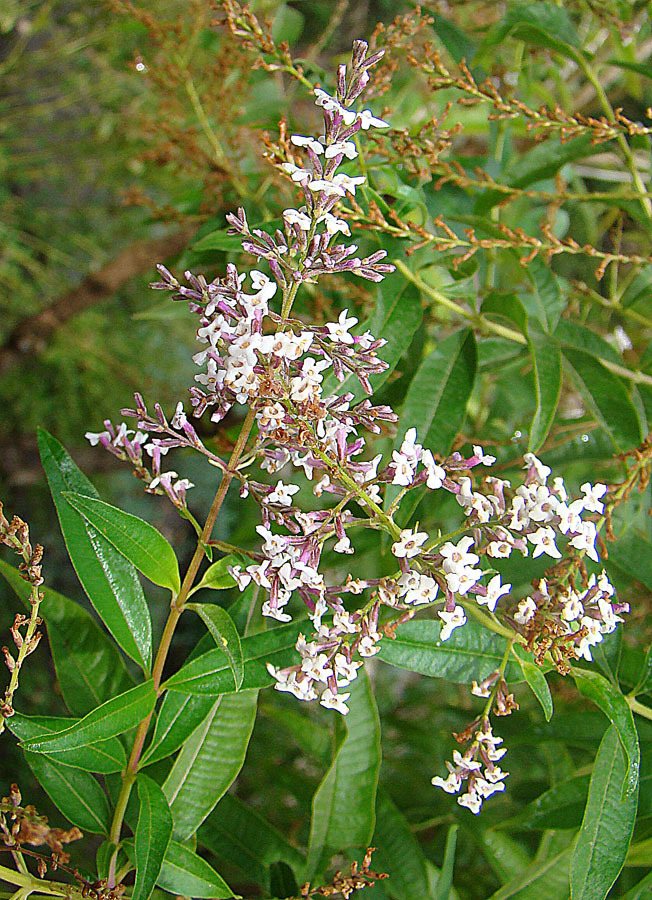 Lemon verbena